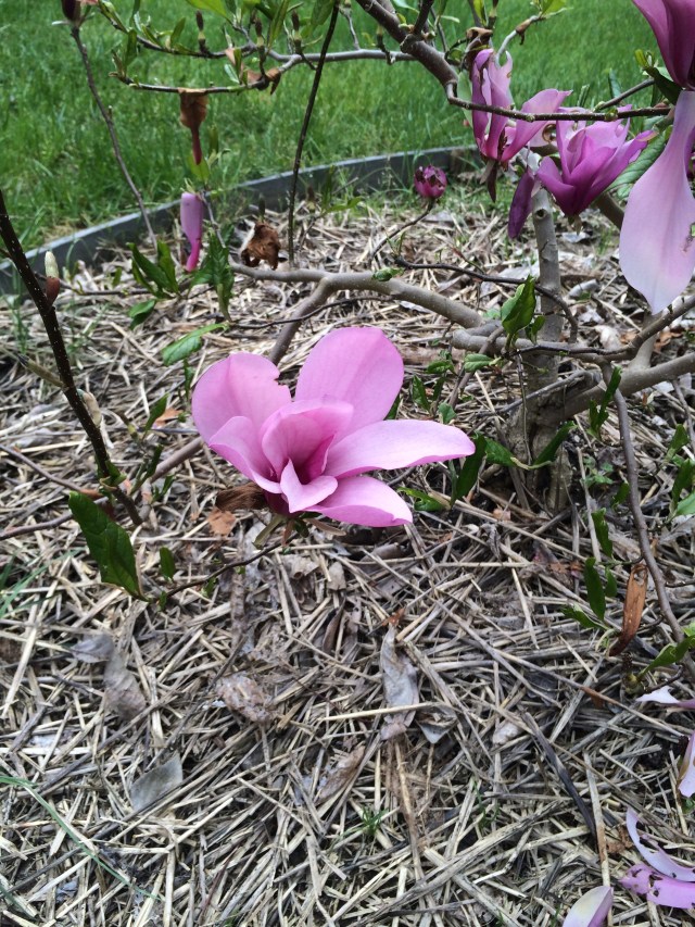 Backyard garden (Katherine Hart, 2015)