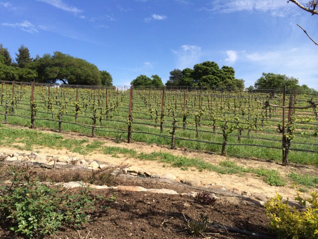 Vineyards at Merry Edwards winery (Katherine Hart, 2015)