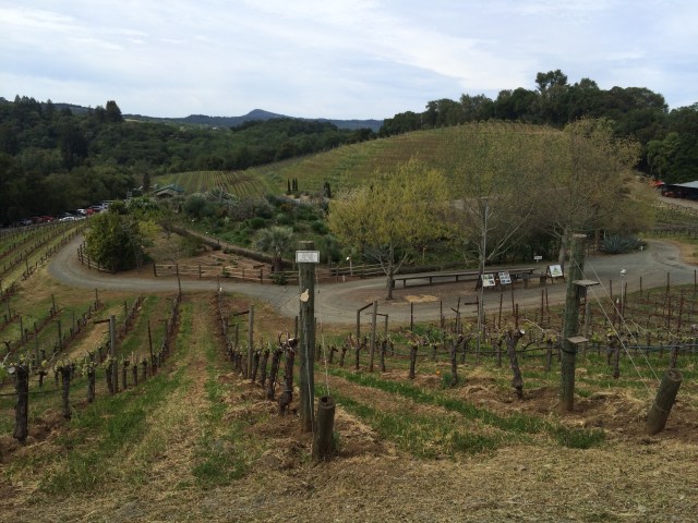 In the Benziger vineyards (Katherine Hart, 2015)