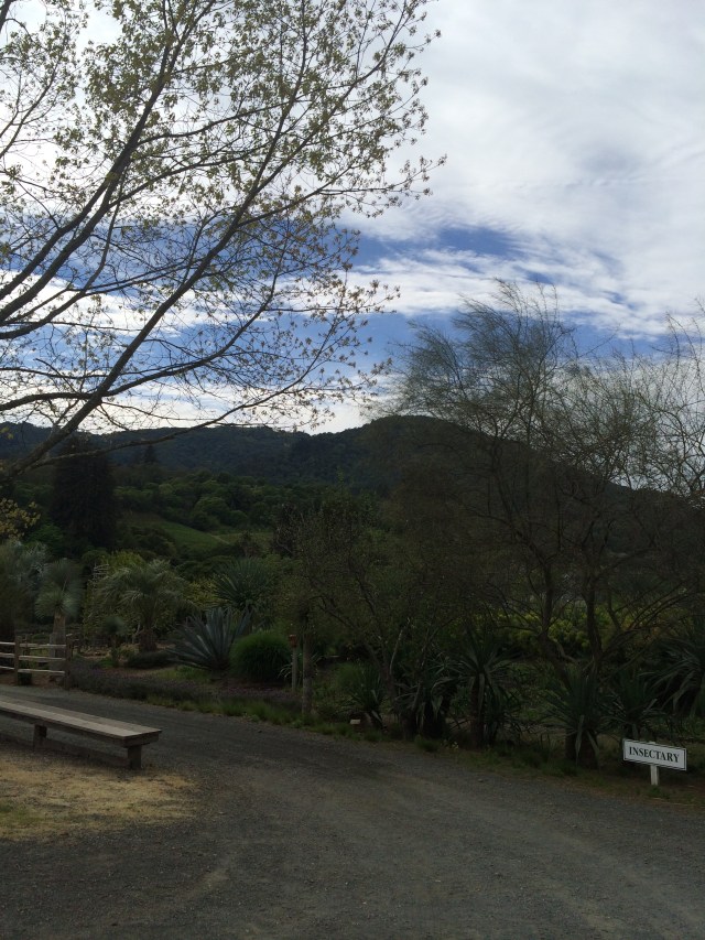 View of Sonoma Mountain from the vineyards (Katherine Hart, 2015)