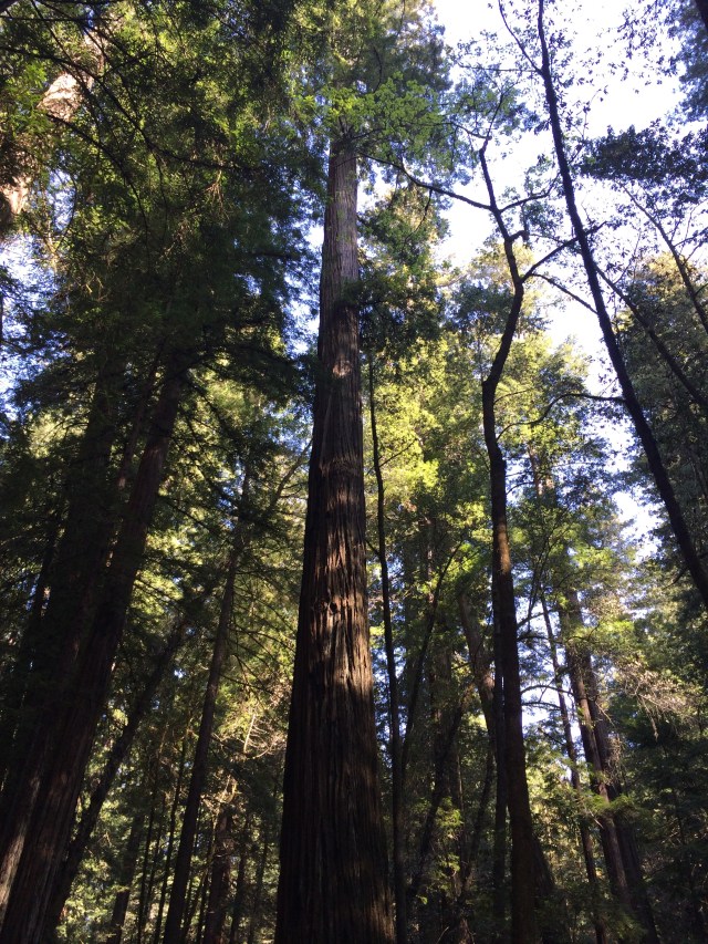 #itsaredwood (Katherine Hart, 2015)