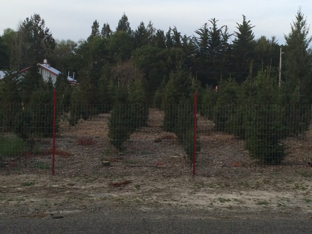 Christmas tree farm across the road (Katherine Hart, 2015)
