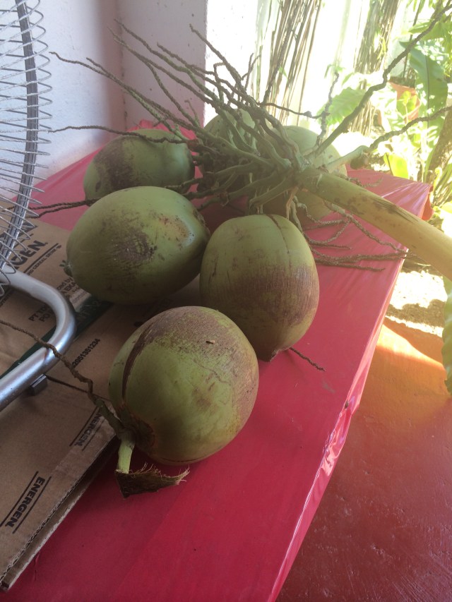 Fresh coconut water (Katherine Hart, 2015)